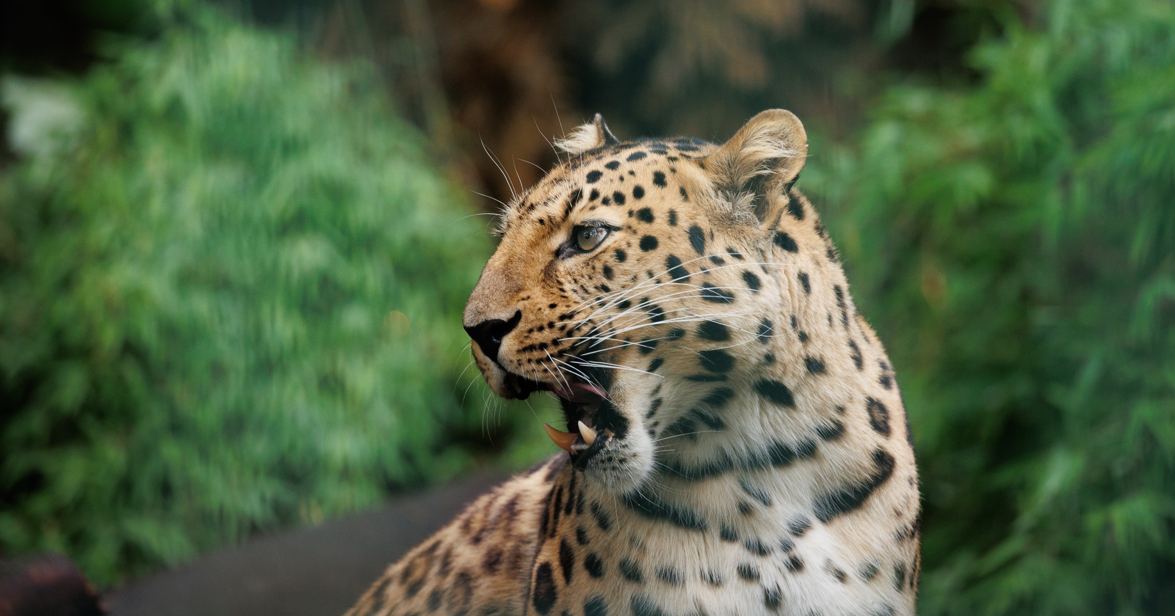 Leopard with open mouth in ZOO Copenhagen