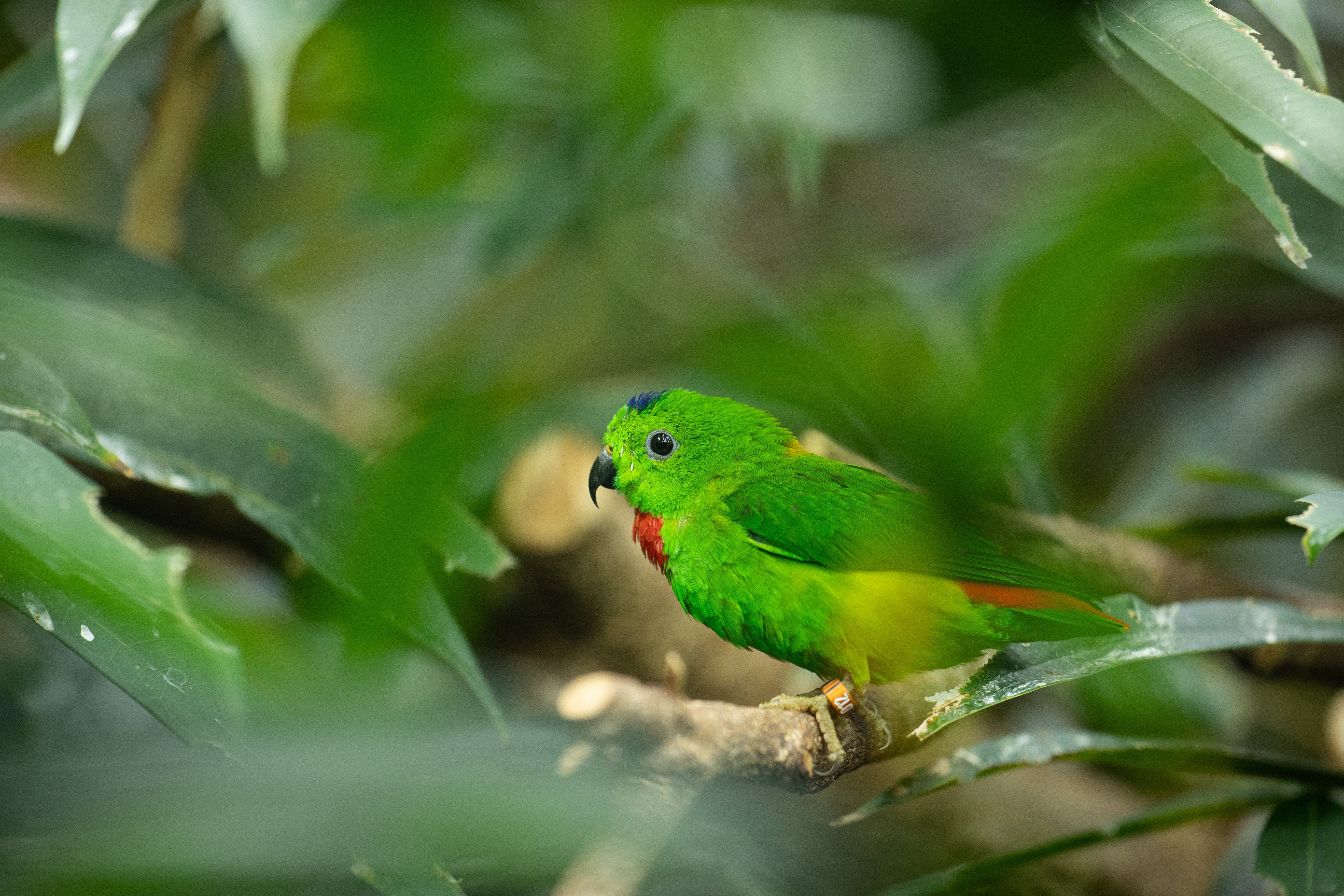 parrot-tropical-zoo-copenhagen